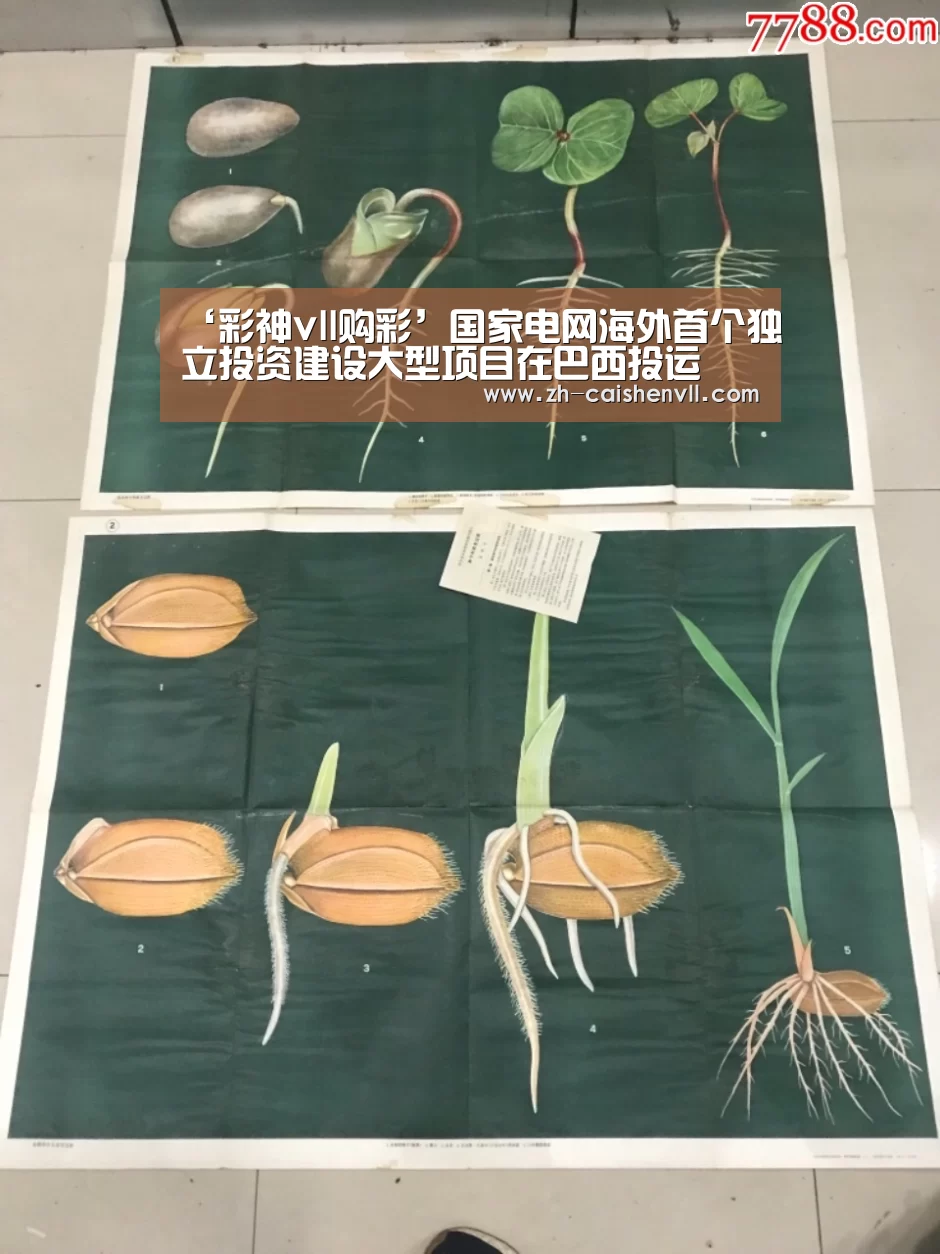 ‘彩神vll购彩’国家电网海外首个独立投资建设大型项目在巴西投运(图1) 彩神vll购彩